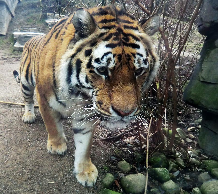 Sibirische Tiger "Mandschu" im Wuppertaler Zoo am 20. Februar 2012