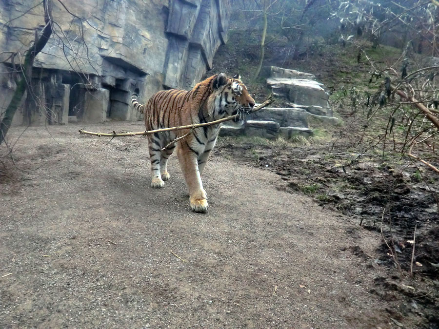 Sibirischer Tiger "Mandschu" im Zoologischen Garten Wuppertal am 20. Februar 2012