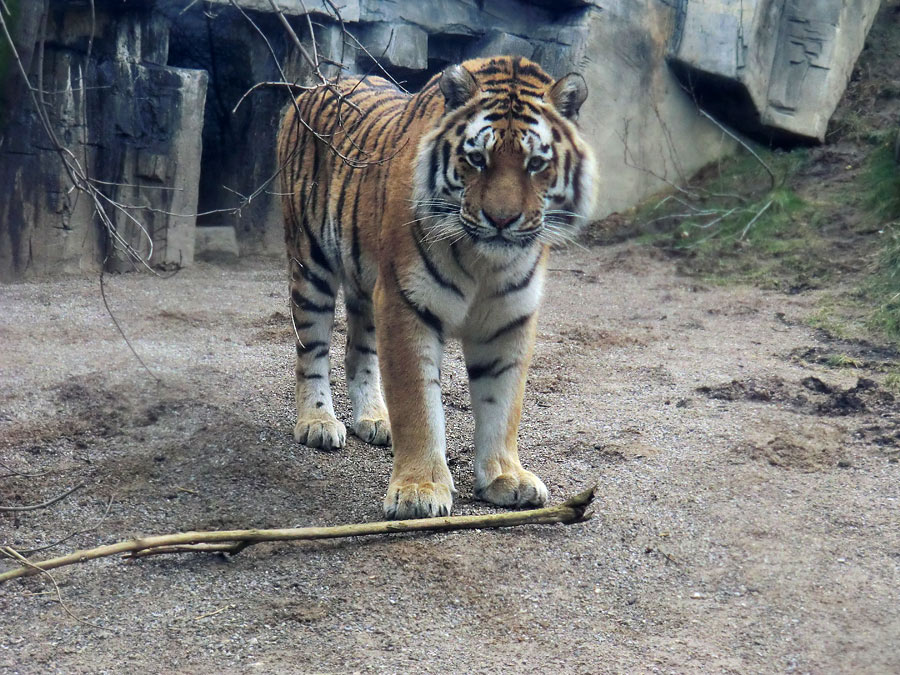 Sibirischer Tiger "Mandschu" im Zoo Wuppertal am 20. Februar 2012
