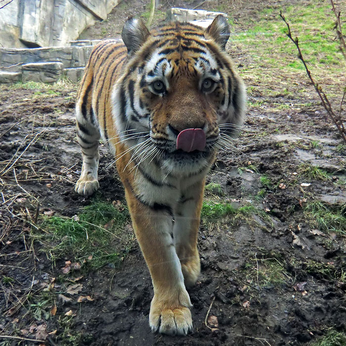 Neugieriger Tiger Mandschu im Wuppertaler Zoo am 20. Februar 2012