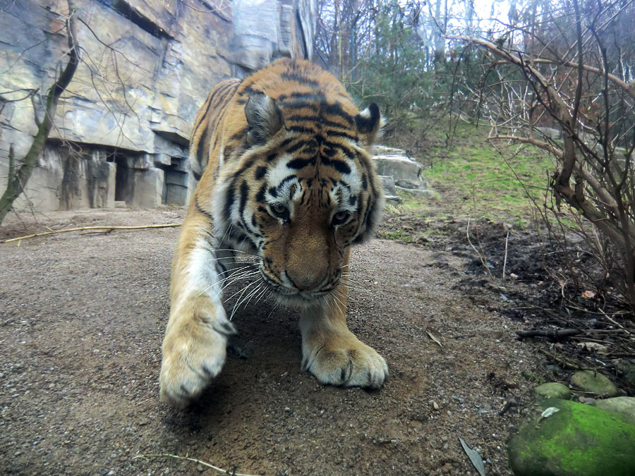 Sibirischer Tiger "Mandschu" im Zoo Wuppertal am 20. Februar 2012