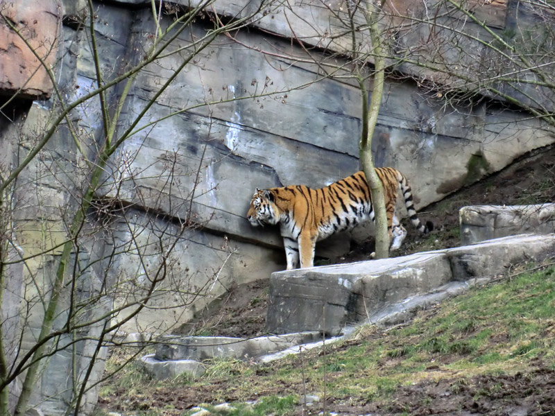 Sibirischer Tiger "Wassja" im Zoologischen Garten Wuppertal am 20. Februar 2012