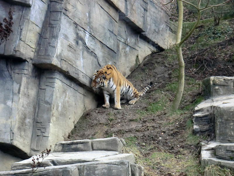 Sibirischer Tiger "Wassja" im Wuppertaler Zoo am 20. Februar 2012
