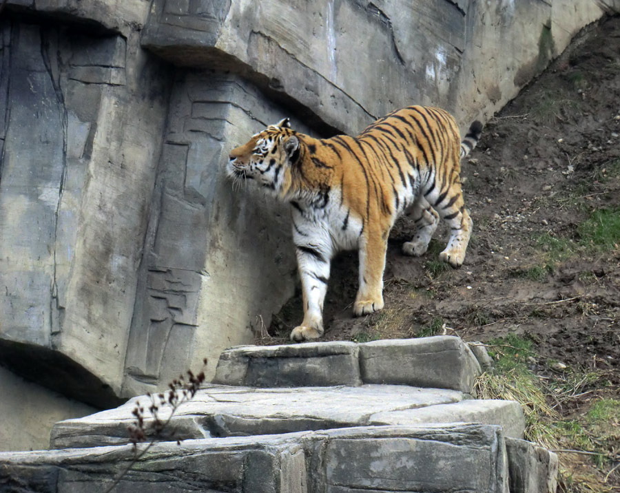 Sibirischer Tiger "Wassja" im Zoo Wuppertal am 20. Februar 2012