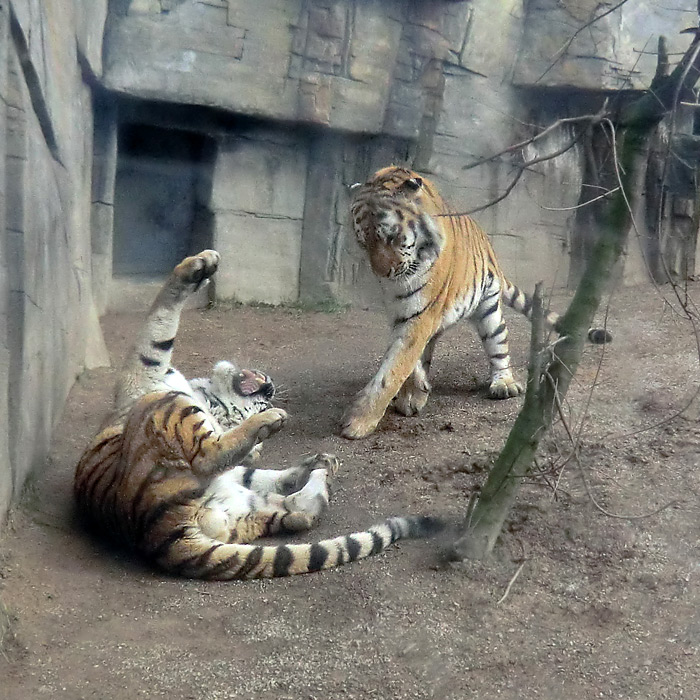 Zoff unter den Sibirischen Tigern im Wuppertaler Zoo am 20. Februar 2012