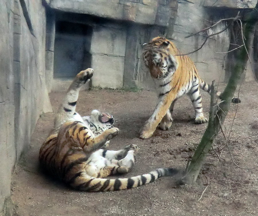 Sibirische Tiger "Mandschu" und "Wassja" im im Zoo Wuppertal am 20. Februar 2012