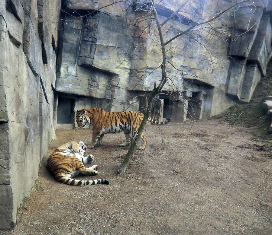 Sibirische Tiger "Mandschu" und "Wassja" im Zoologischen Garten Wuppertal am 20. Februar 2012