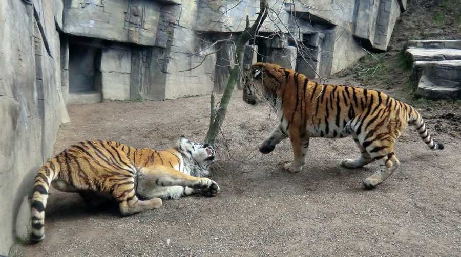 Sibirische Tiger "Mandschu" und "Wassja" im Zoologischen Garten Wuppertal am 20. Februar 2012