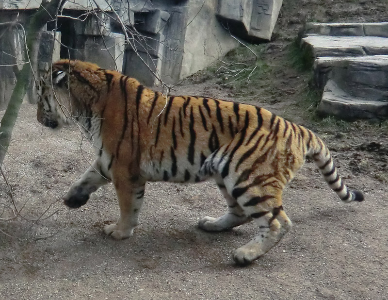 Sibirischer Tiger "Wassja" im Zoo Wuppertal am 20. Februar 2012