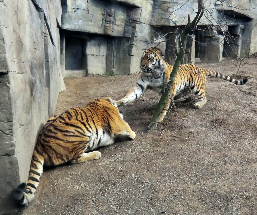 Sibirische Tiger "Mandschu" und "Wassja" im Wuppertaler Zoo am 20. Februar 2012