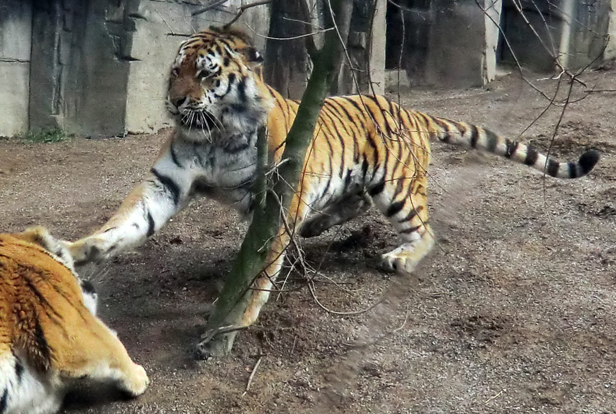 Sibirischer Tiger im Zoo Wuppertal am 20. Februar 2012