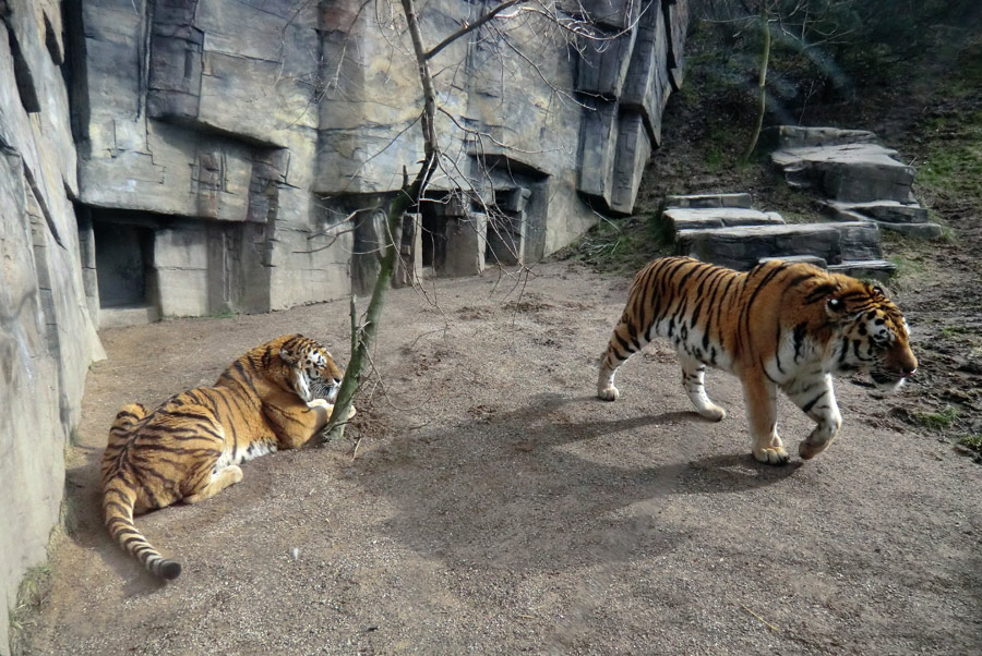 Sibirische Tiger "Mandschu" und "Wassja" im Wuppertaler Zoo am 20. Februar 2012
