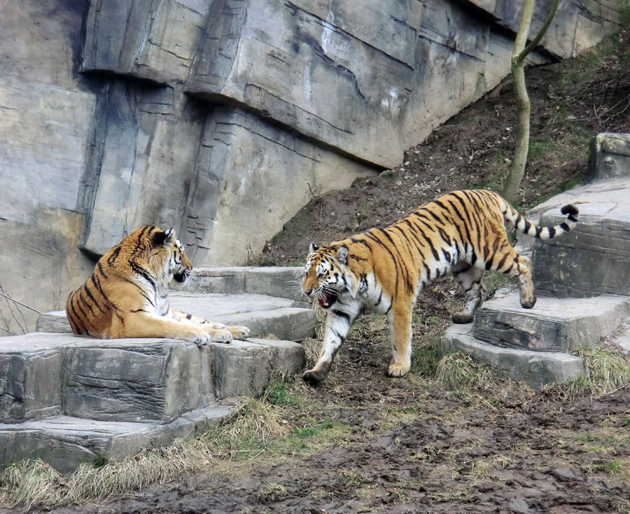 Sibirische Tiger im Zoo Wuppertal am 21. Februar 2012