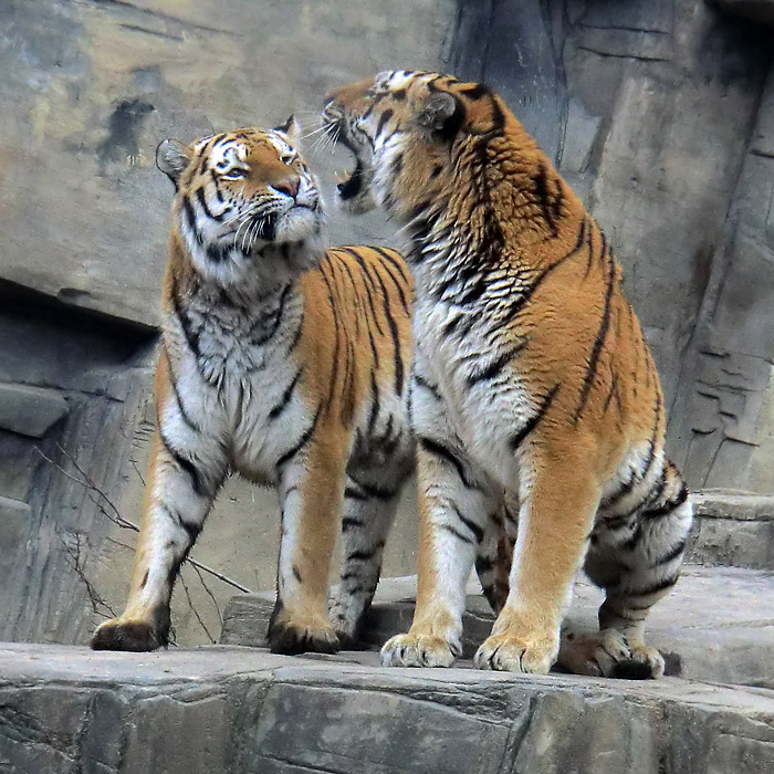 Sibirische Tiger im Wuppertaler Zoo am 21. Februar 2012