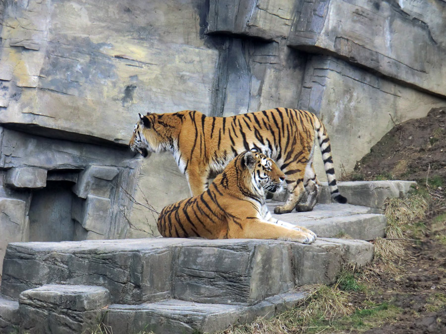 Sibirische Tiger im Zoo Wuppertal am 21. Februar 2012