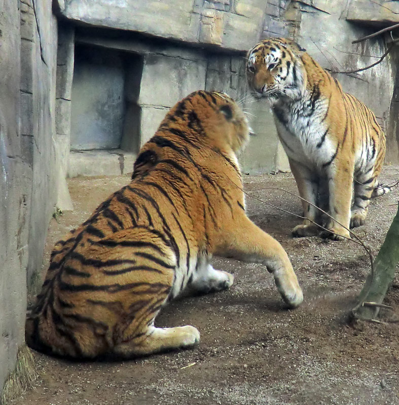 Sibirische Tiger im Wuppertaler Zoo am 21. Februar 2012