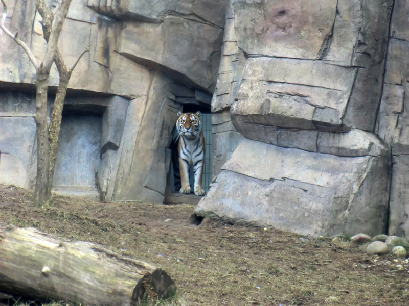 Sibirische Tigerin "Mymoza" im Zoo Wuppertal am 21. Februar 2012