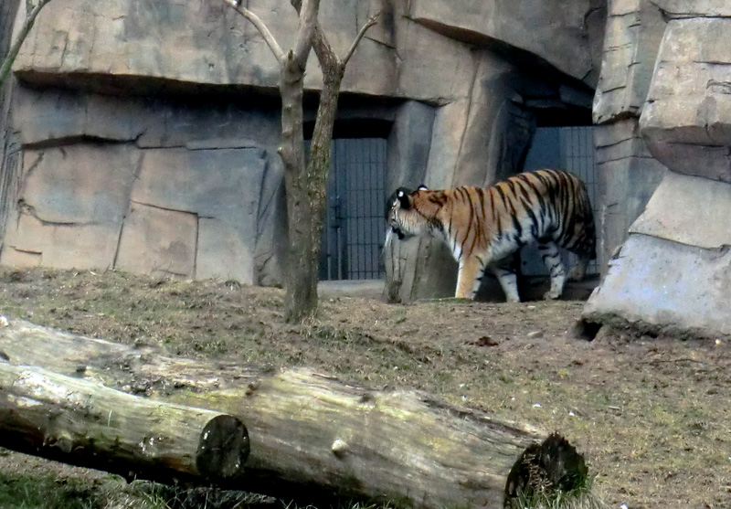 Sibirische Tigerin "Mymoza" im Wuppertaler Zoo am 3. März 2012