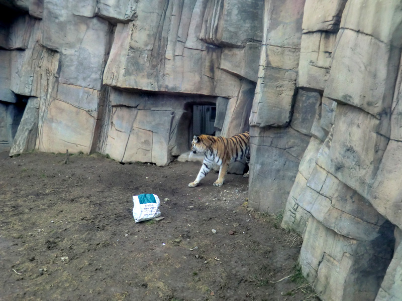Sibirische Tigerin "Mymoza" im Zoologischen Garten Wuppertal am 3. März 2012