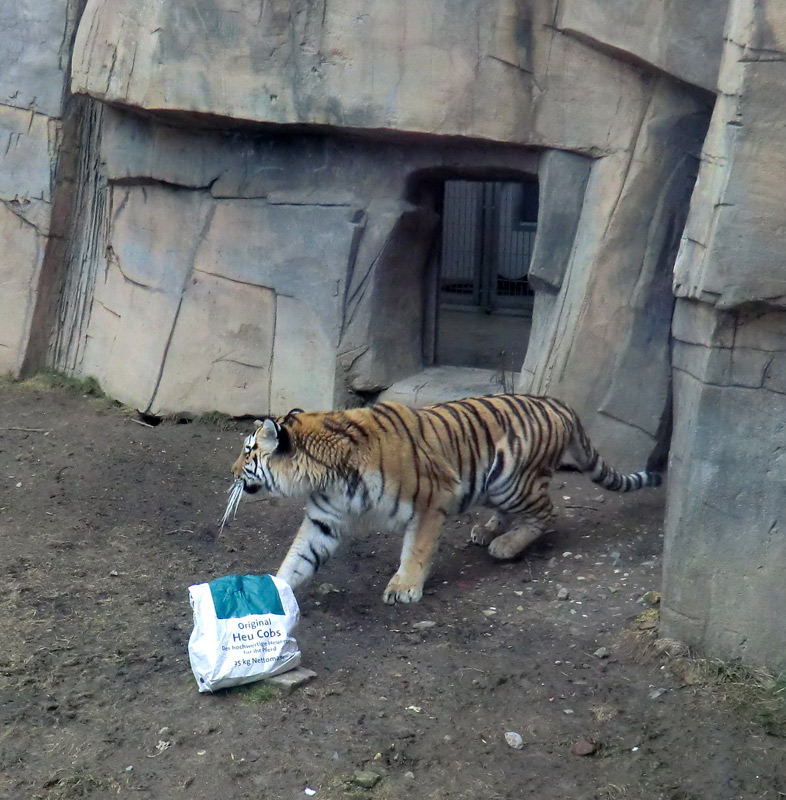 Sibirische Tigerin "Mymoza" im Zoo Wuppertal am 3. März 2012