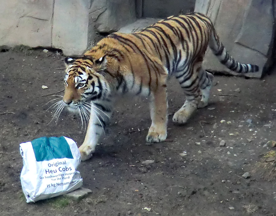 Sibirische Tigerin "Mymoza" im Zoologischen Garten Wuppertal am 3. März 2012