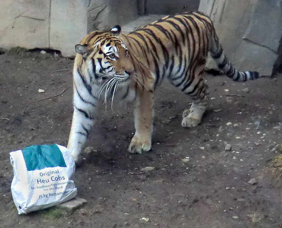 Sibirische Tigerin "Mymoza" im Zoo Wuppertal am 3. März 2012