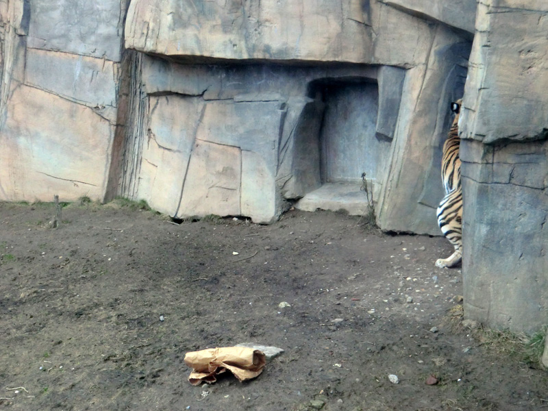 Sibirische Tigerin MYMOZA im Zoo Wuppertal am 4. März 2012
