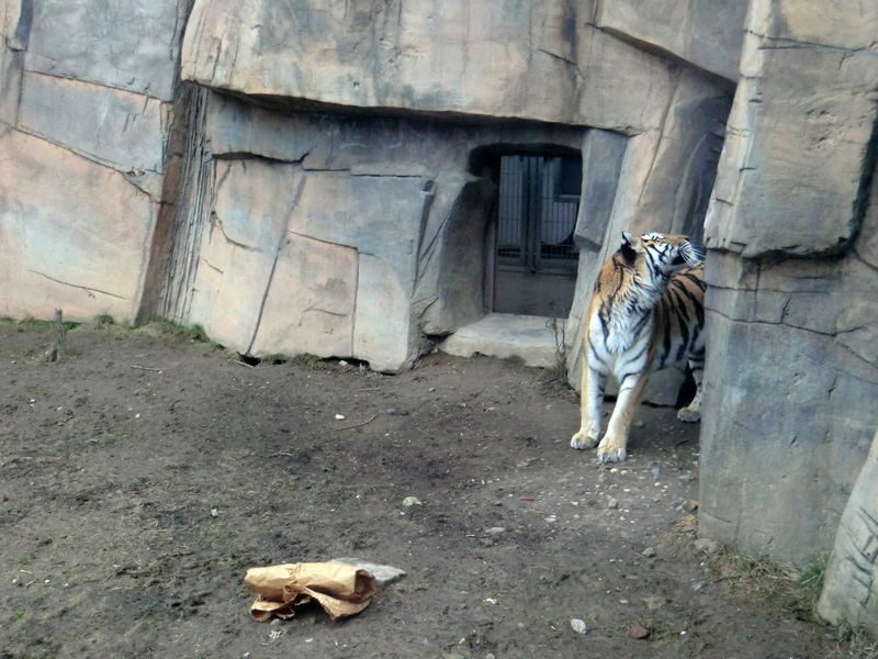 Sibirische Tigerin MYMOZA im Zoologischen Garten Wuppertal am 4. März 2012