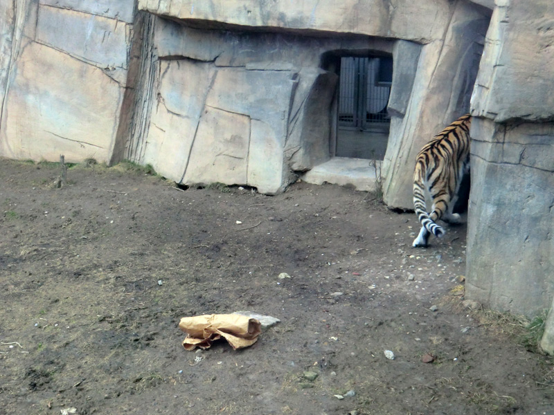 Sibirische Tigerin MYMOZA im Wuppertaler Zoo am 4. März 2012
