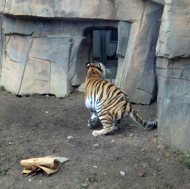 Sibirische Tigerin MYMOZA im Zoo Wuppertal am 4. März 2012