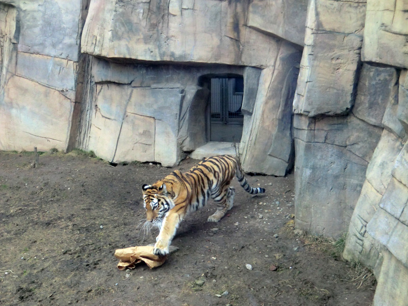 Sibirische Tigerin MYMOZA im Wuppertaler Zoo am 4. März 2012