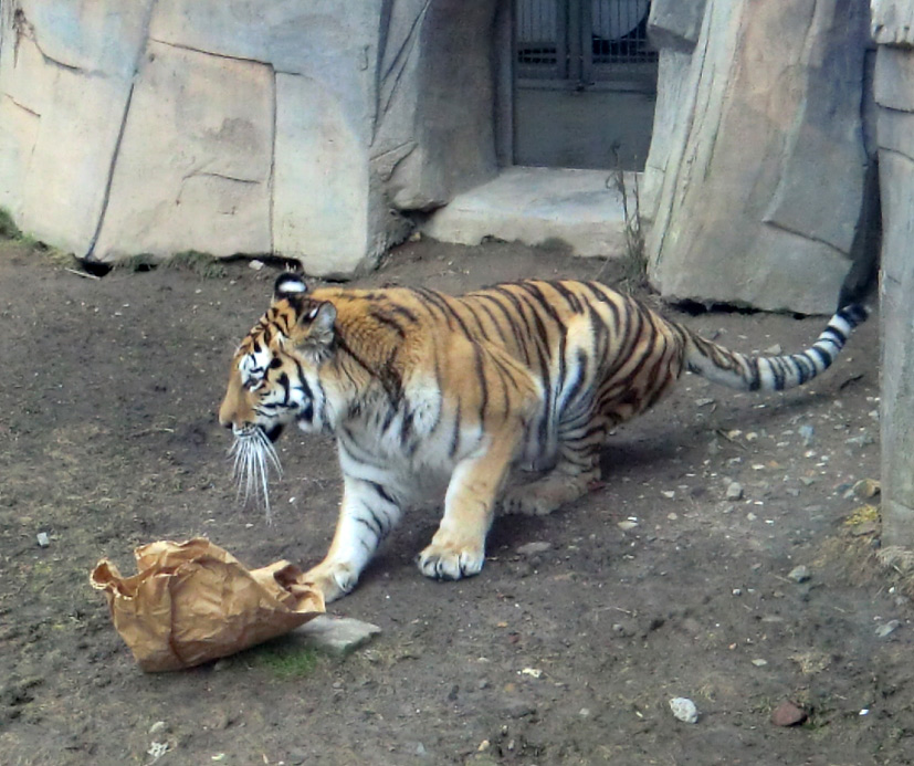 Sibirische Tigerin MYMOZA im Zoologischen Garten Wuppertal am 4. März 2012