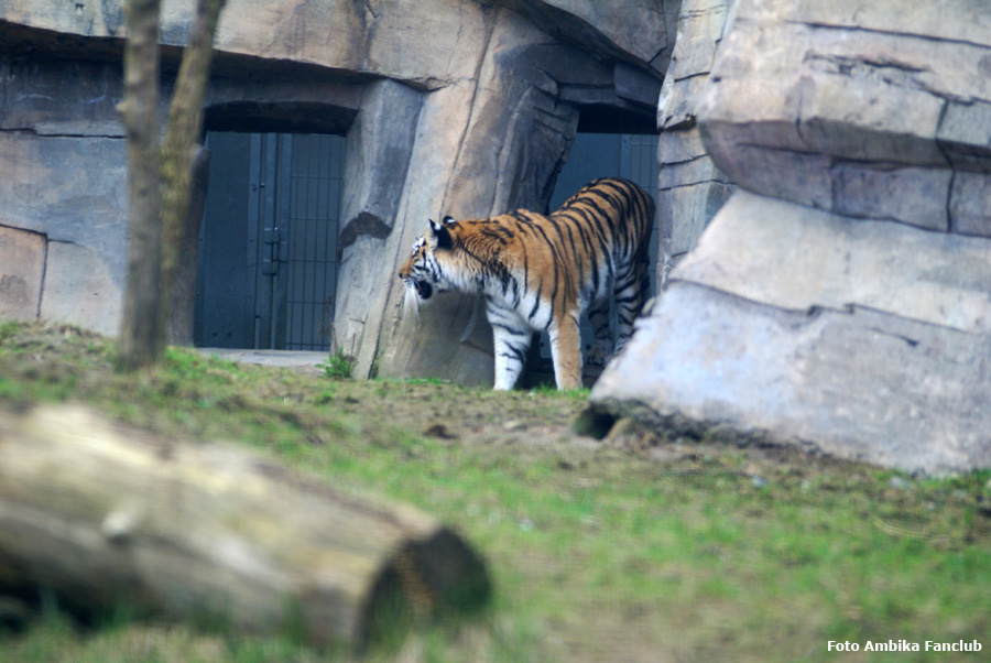 Sibirische Tigerin MYMOZA im Wuppertaler Zoo am 18. März 2012 (Foto Ambika Fanclub)