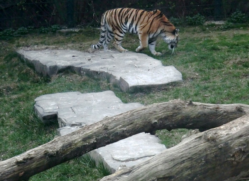Sibirische Tigerin MYMOZA im Zoo Wuppertal am 29. März 2012