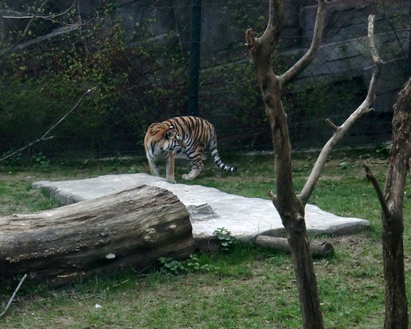 Sibirische Tigerin MYMOZA im Wuppertaler Zoo am 29. März 2012