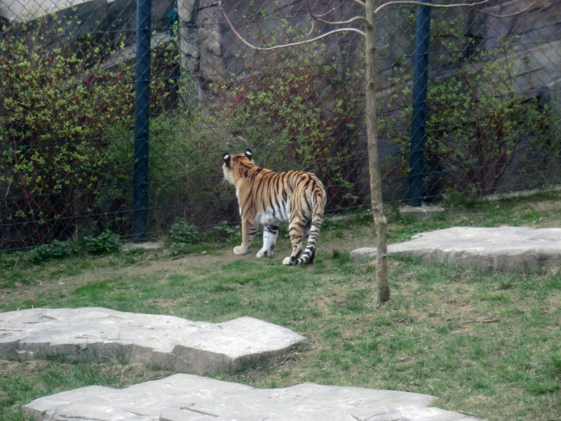 Sibirische Tigerin MYMOZA im Zoologischen Garten Wuppertal am 29. März 2012