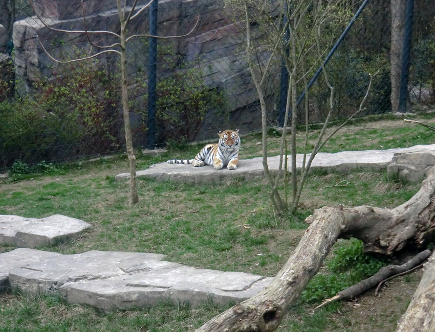 Sibirische Tigerin MYMOZA im Wuppertaler Zoo am 29. März 2012