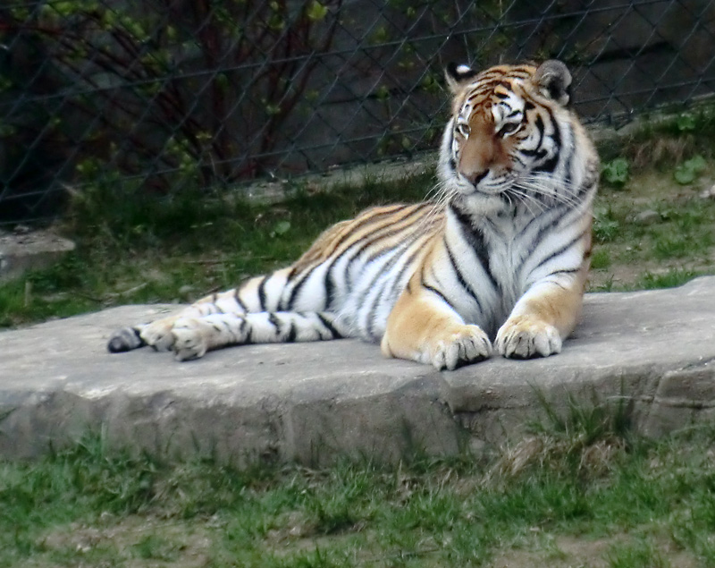 Sibirische Tigerin MYMOZA im Zoologischen Garten Wuppertal am 29. März 2012