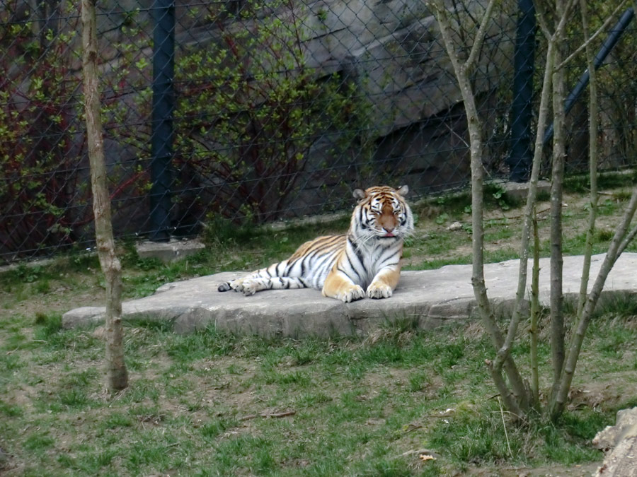 Sibirische Tigerin MYMOZA im Zoo Wuppertal am 29. März 2012