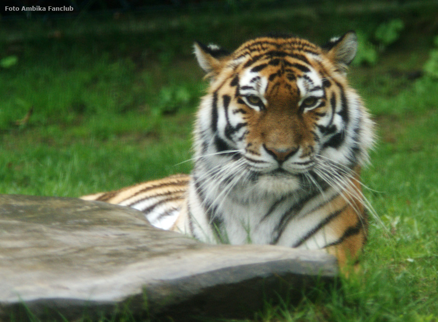Sibirische Tigerin MYMOZA im Zoologischen Garten Wuppertal am 9. April 2012 (Foto Ambika Fanclub)