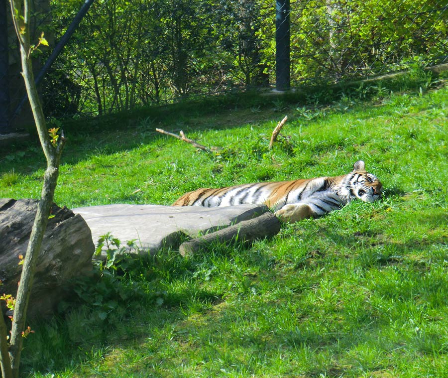 Sibirische Tigerin MYMOZA im Wuppertaler Zoo am 22. April 2012