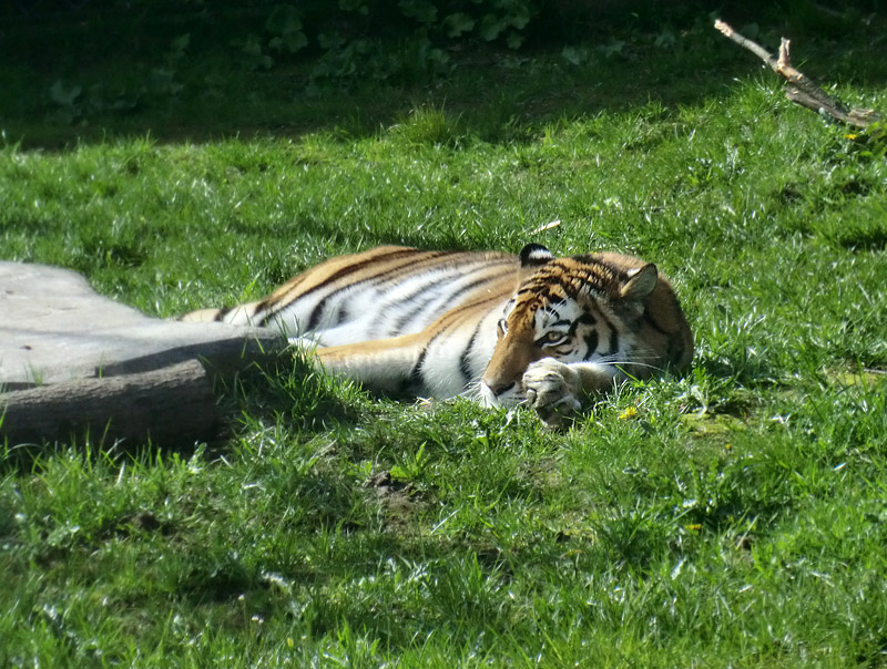 Sibirische Tigerin MYMOZA im Zoologischen Garten Wuppertal am 22. April 2012