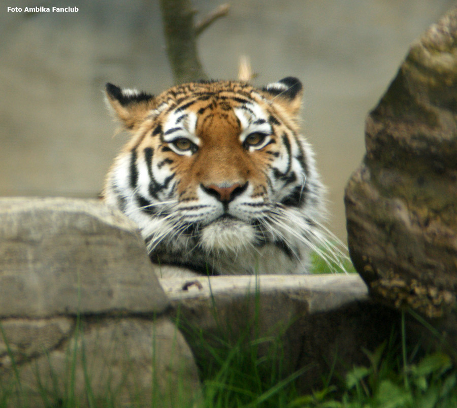 Sibirische Tigerin MYMOZA im Zoo Wuppertal am 22. April 2012 (Foto Ambika Fanclub)