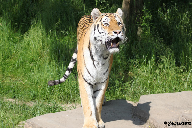Sibirischer Tiger WASSJA im Zoo Wuppertal am 2. Juni 2012 (Foto UGW)