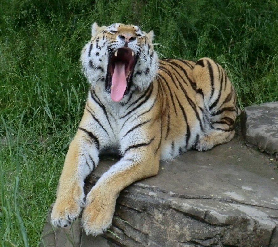 Sibirischer Tiger MANDSCHU im Zoo Wuppertal am 15. Juni 2012