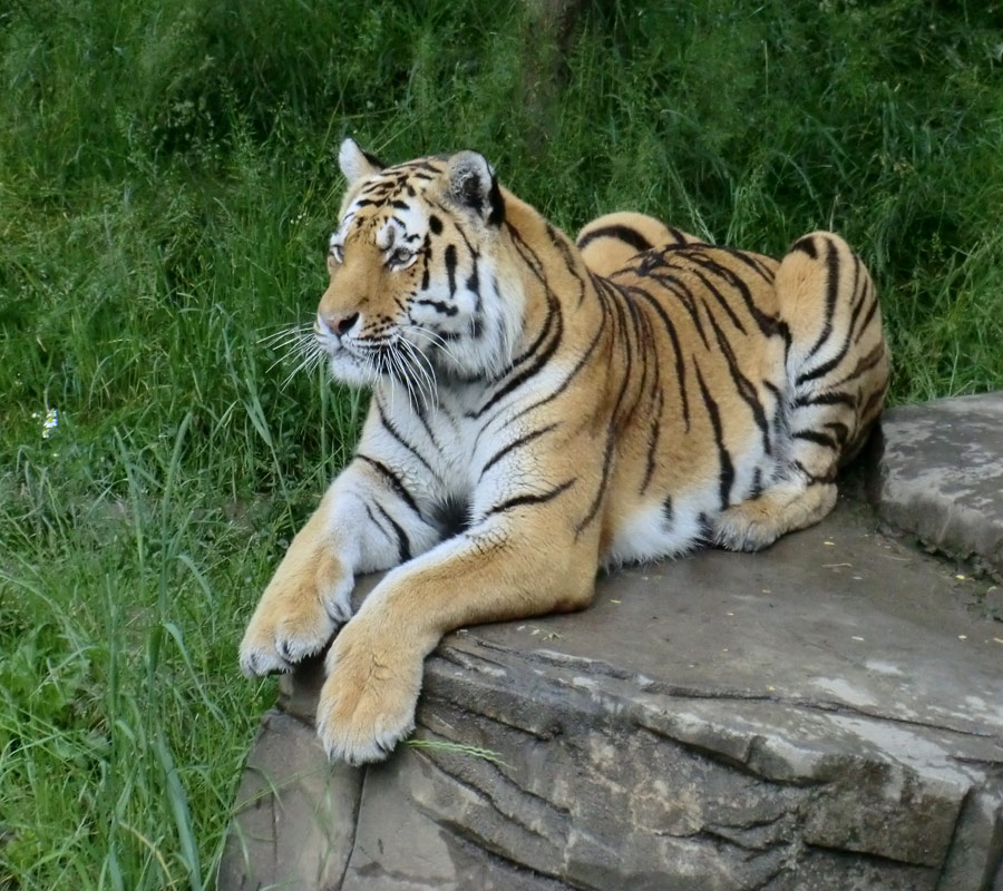 Sibirischer Tiger MANDSCHU im Wuppertaler Zoo am 15. Juni 2012