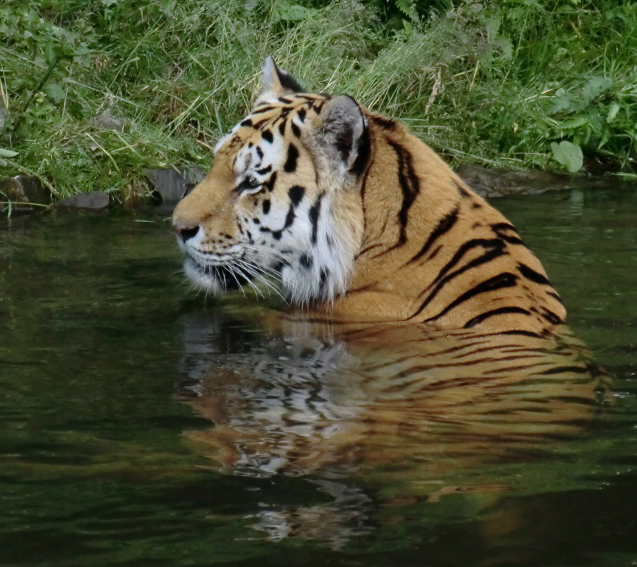 Sibirischer Tiger WASSJA im Zoologischen Garten Wuppertal am 15. Juni 2012