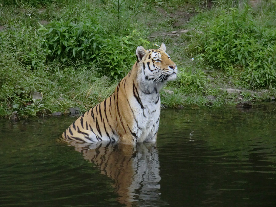 Sibirischer Tiger WASSJA im Zoo Wuppertal am 15. Juni 2012