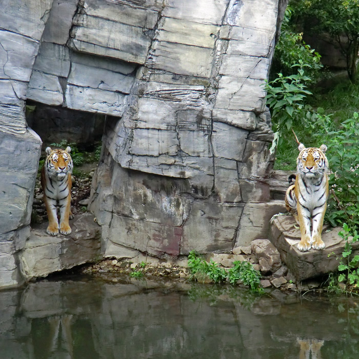 Sibirische Tiger Mandschu und Wassja im Wuppertaler Zoo im Juni 2012