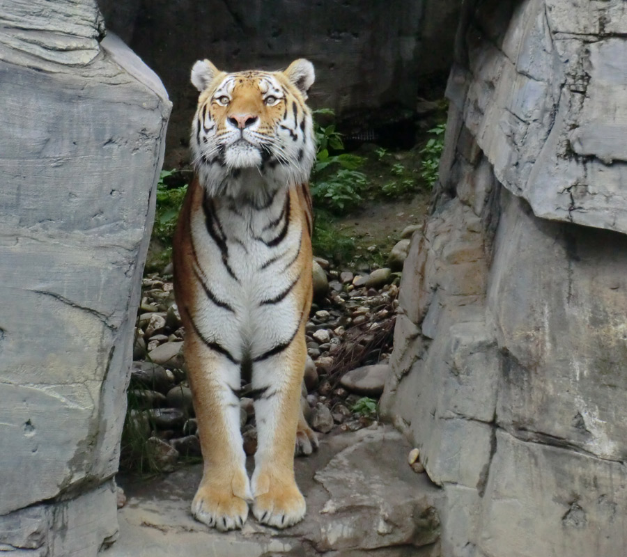 Sibirischer Tiger MANDSCHU im Zoologischen Garten Wuppertal am 15. Juni 2012